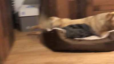 This abandoned pup spent his youth on the streets, this was his first night home. He&rsquo;s the bestest boy.