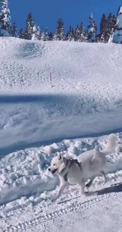 A dog taking a Christmas stroll