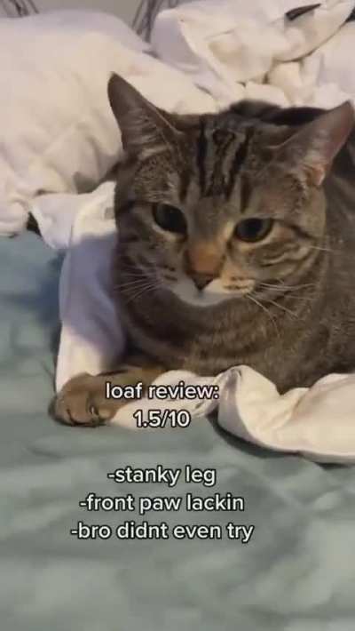 STUPID wunk doesn&rsquo;t know how to loaf