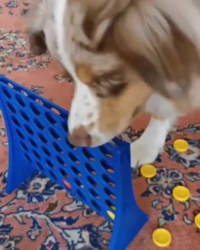 dogs reaction playing connect 4