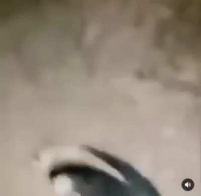 blursed_pose