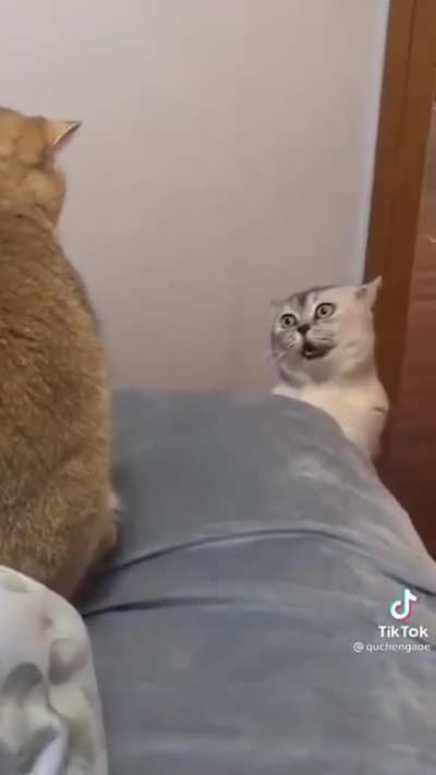 Meow