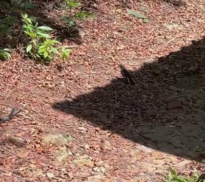 Herping meets birding: An Equatorial Spitting Cobra (𝘕𝘢𝘫𝘢 𝘴𝘶𝘮𝘢𝘵𝘳𝘢𝘯𝘢) encounters an Oriental Magpie-robin &hellip;. And nopes