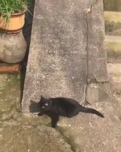 Cat sliding down a slope.