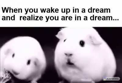 Confused Unga-bunga...