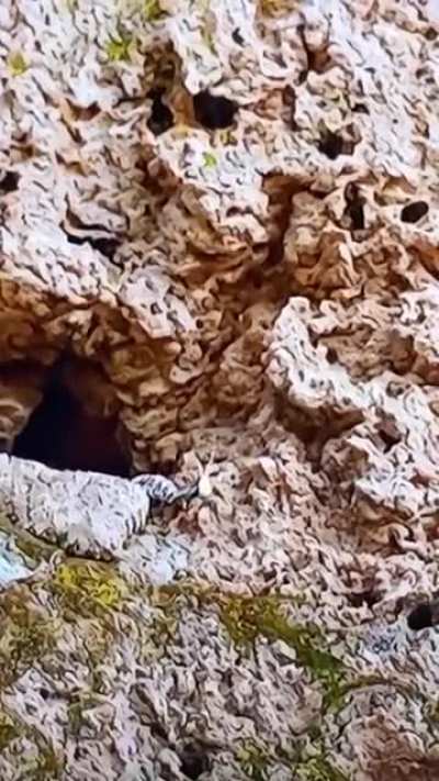 🔥 This Spider-tailed Horned Viper luring its pray