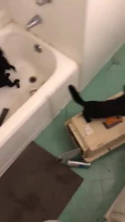 Rescue some cats they said. It&rsquo;ll be fun they said. No cats were harmed in this video!