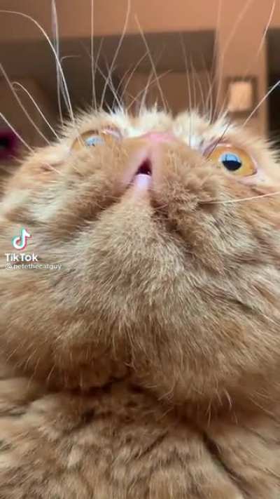 Can&rsquo;t get my eyes off that red light, human!