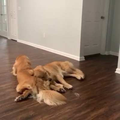 Woof irl