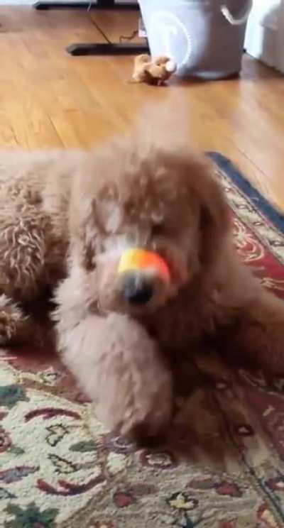Doggo wasnt expecting the band to snap back