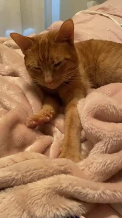 Sound up for purrs. My boy does this every night, and it&rsquo;s too cute not to share with the world. 😍
