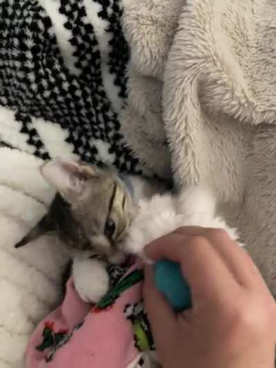 Meet Gus Gus!
