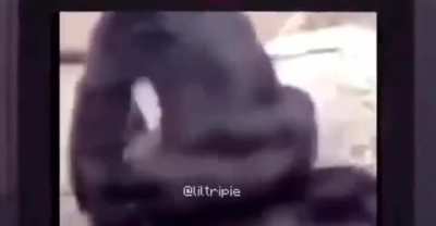 XD
