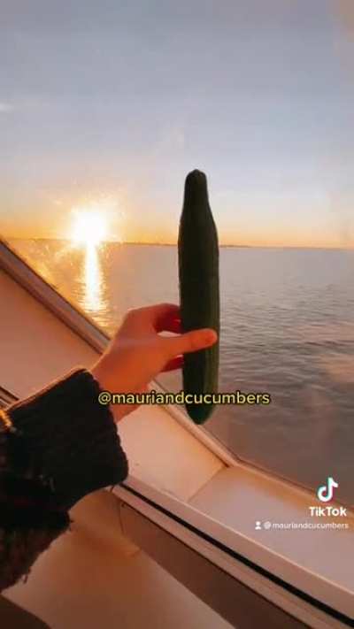I travelled to Estonia to bring a cucumber for my cat. 🥒