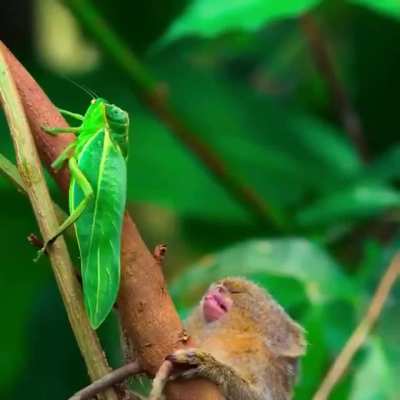 Watch a pygmy marmoset completely fascinated by an insect in this clip from "Tiny World".