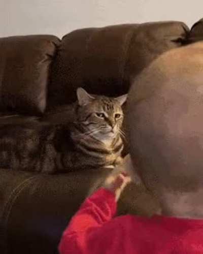 Why baby! Why!!!