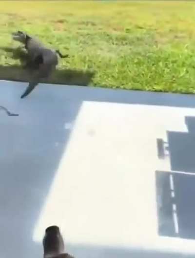 🐊🐕