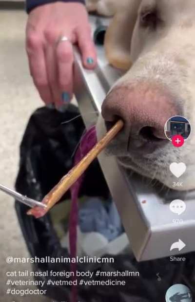 Removing a little splinter from a dog&rsquo;s nose