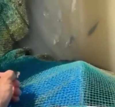 Archerfish Shooting water to catch the insect