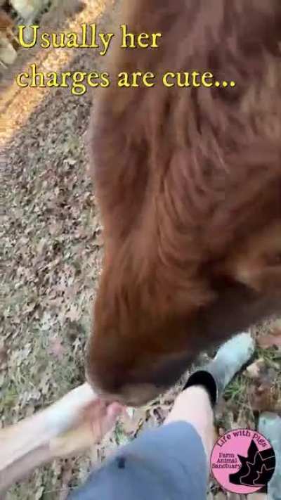 When Blind Dwarf Cows (named Annie) Attack&hellip; it is adorable!