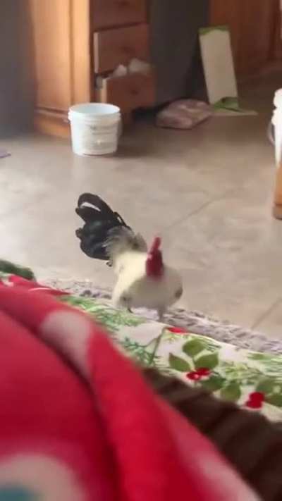 Live alarm cock*