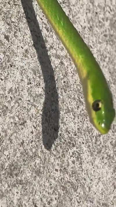 rough green snake