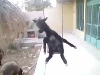 Donkey on a swing