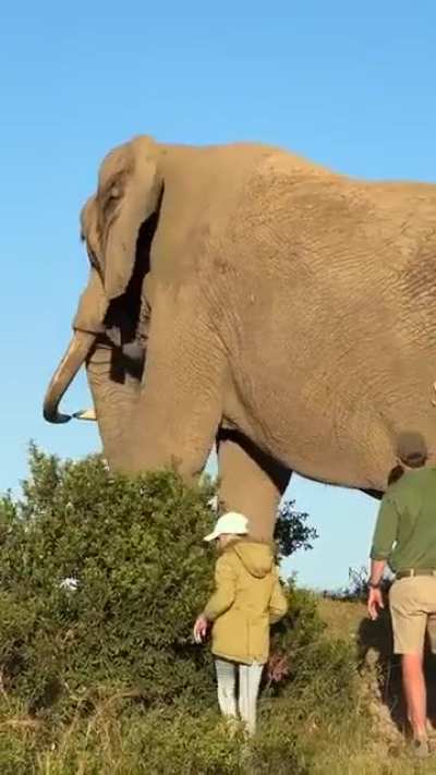 of an elephant