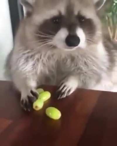 Rakun &uuml;z&uuml;m yiyor