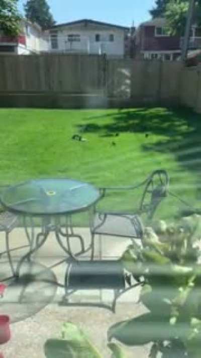 Help the birds. If you have a backyard, put the sprinkler on. The birds really need it. I&rsquo;ve been doing this daily during the heatwave and the birds come and go throughout the day.