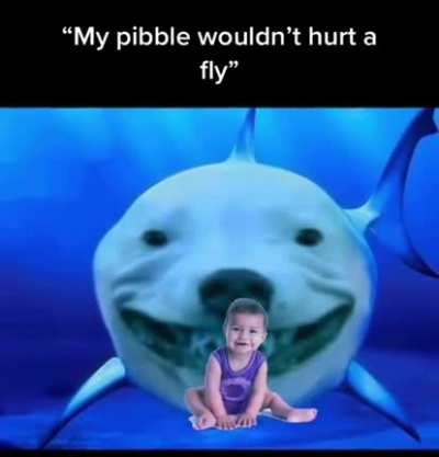 Le pibble