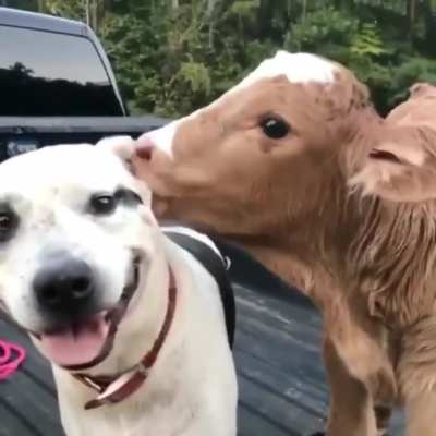Best of friends
