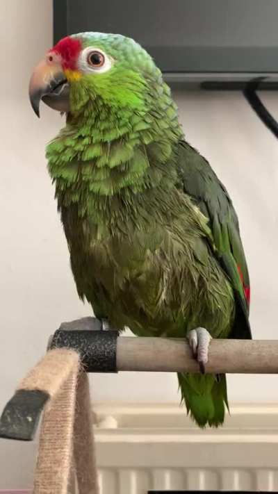 He&rsquo;s upset with me because I made him have a bath. He hasn&rsquo;t wanted one since Monday and he&rsquo;s been growling at all forms of hygiene (including nails). So I made him wet and he&rsquo;s so mad that I can&rsquo;t speak to him right now. That squeak is his angry squeak. 