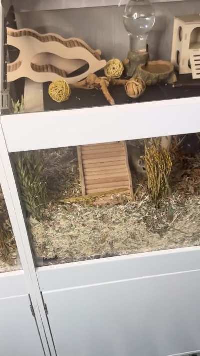 Gianni &amp;amp; Versace&rsquo;s Gerbil Enclosure