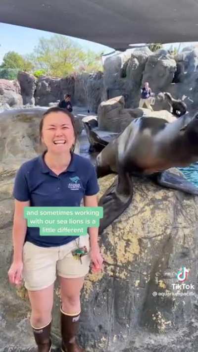Seals vs. Sea Lions