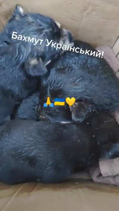 Severely wounded Ukrainian didn&rsquo;t let go of a box of puppies from his position until they transported him to the hospital