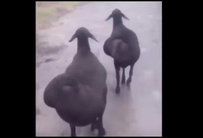 Shake Shake