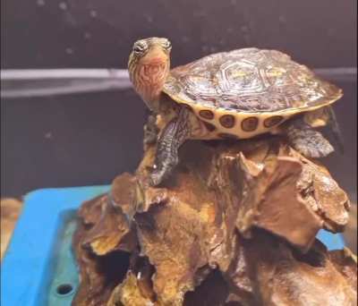 I can feel you Lance! I'm also tired (My turtle yawning synchronized with a child who shouted)