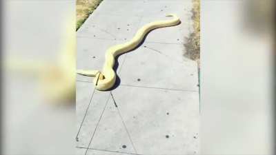 To walk a...snake?!