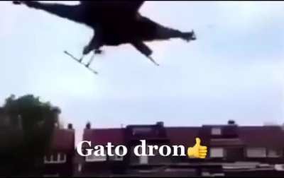 Gato dron