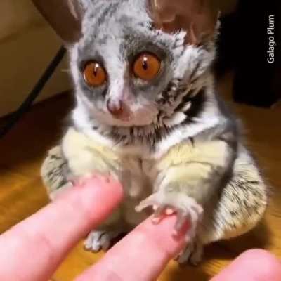 Smol hands