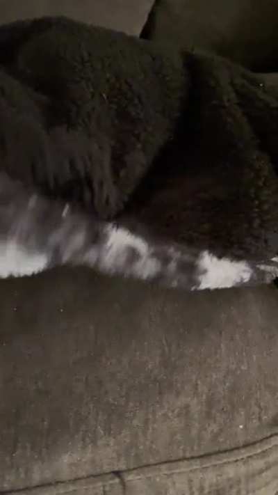 Scooter cat.