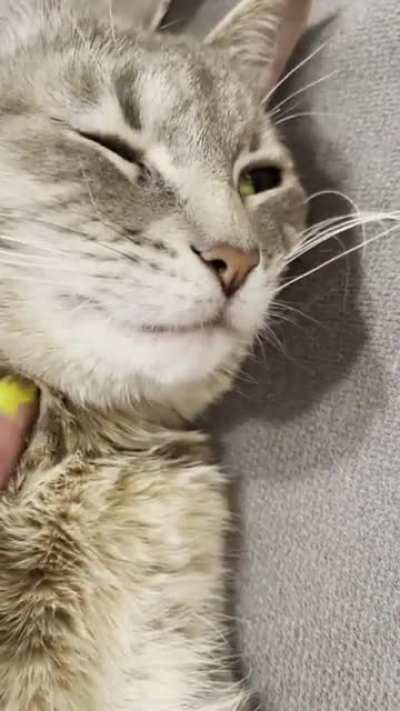 Miss Beans is generally a squeaky kitty, but when she&rsquo;s sleepy she whispers 🤫