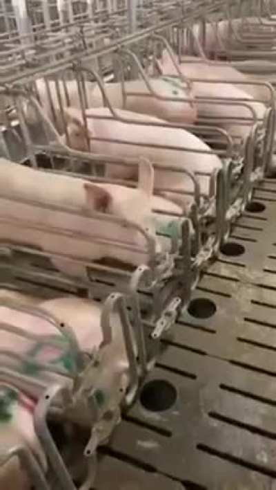 河南驻马店一养猪场中一头猪熟练掌握越狱技能，饲养员表示：无论这头猪多聪明，它的命运都是无法改变的😝