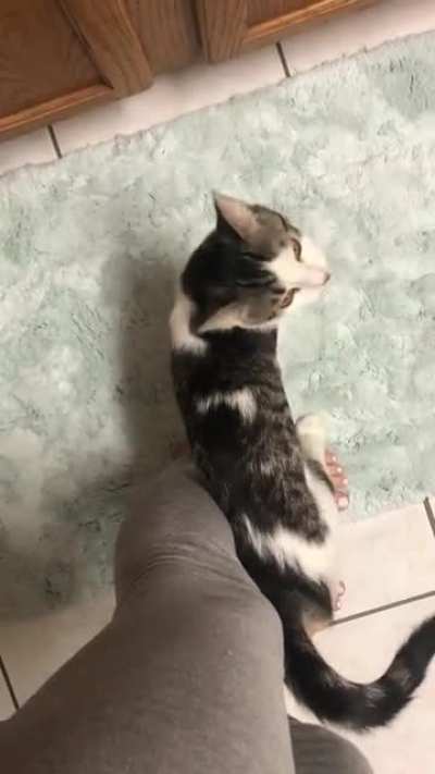 Andy yelling for pets