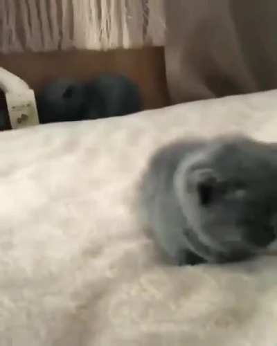 smol potat