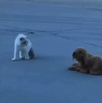 Is it my imagination, or does someone/thing keep trying to pull my tail??!
