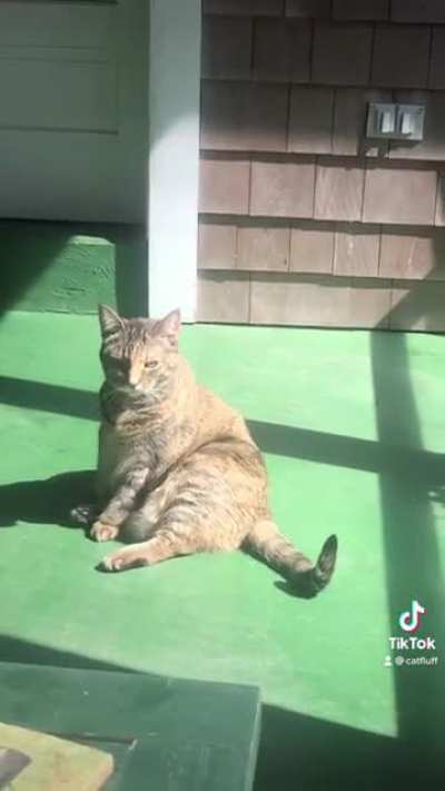 A little Halloween Treat from Cat Leg Tiktok