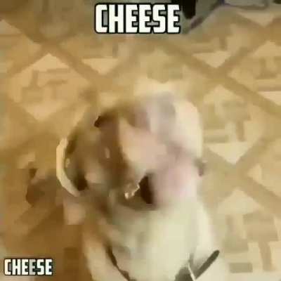 Cheese