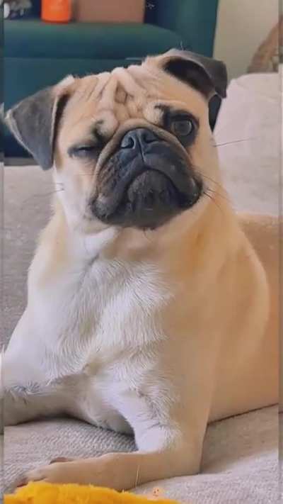 When I forgot to buy a pop cup, my dog&hellip;😭